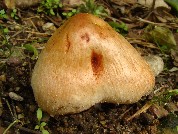 Inocybe erubescens