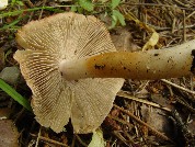 Inocybe erubescens
