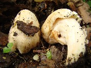 Inocybe erubescens