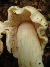 Inocybe erubescens