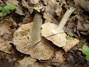 Inocybe erubescens