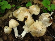Inocybe erubescens
