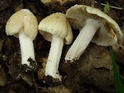Inocybe erubescens