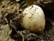 Inocybe erubescens