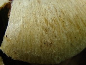 Inocybe erubescens