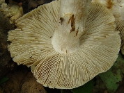 Inocybe erubescens
