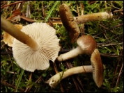 Inocybe flocculosa