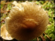 Inocybe flocculosa