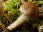 Inocybe flocculosa