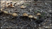 Inocybe flocculosa