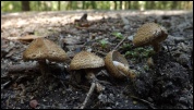 Inocybe flocculosa