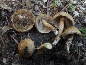Inocybe flocculosa