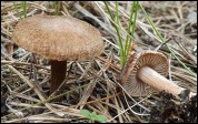 Inocybe flocculosa