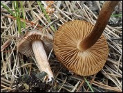 Inocybe flocculosa
