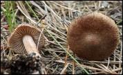 Inocybe flocculosa