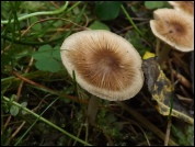Inocybe fuscidula