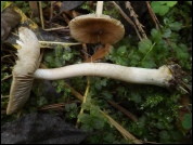 Inocybe fuscidula