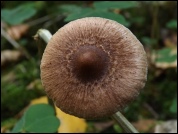 Inocybe fuscidula