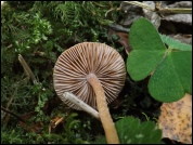 Inocybe fuscidula