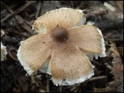 Inocybe fuscidula