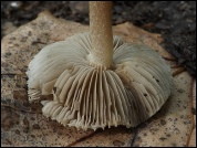 Inocybe fuscidula