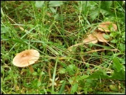 Inocybe fuscidula