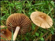 Inocybe fuscidula