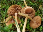 Inocybe fuscidula