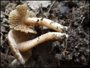 Inocybe hystrix