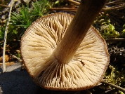 Inocybe lacera