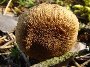 Inocybe lacera