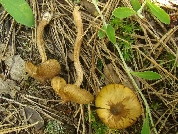 Inocybe lacera