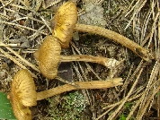Inocybe lacera