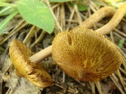 Inocybe lacera