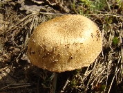 Inocybe lacera