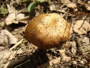 Inocybe lacera