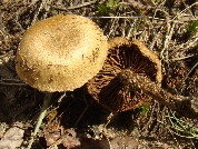 Inocybe lacera
