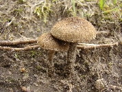 Inocybe lacera