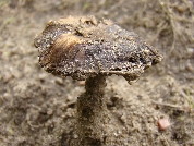 Inocybe lacera