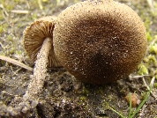 Inocybe lacera