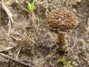 Inocybe lacera