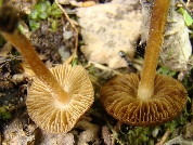 Inocybe leiocephala