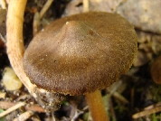 Inocybe leiocephala