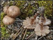 Inocybe leiocephala