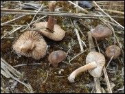 Inocybe leiocephala