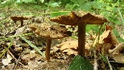 Inocybe maculata