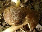 Inocybe maculata