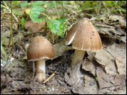 Inocybe maculata