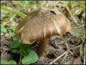 Inocybe maculata