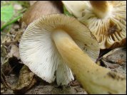Inocybe maculata